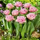 Bulbi Lalele Newcastle (Tulip) pachet bulbi lalele newcastle selectie premium olanda