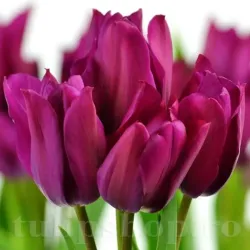 Bulbi Lalele Night Club (Tulip)