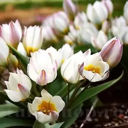 Bulbi Lalele Polychroma (Tulip)