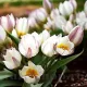 pachet bulbi lalele polychroma stancarie olanda