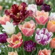 Pachet Bulbi Lalele Premium Mix30 (Tulip) pachet bulbi lalele premium mix30 tulip shop 110x110