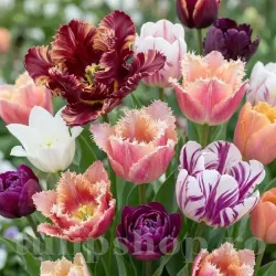 Pachet Bulbi Lalele Premium Mix30 (Tulip)