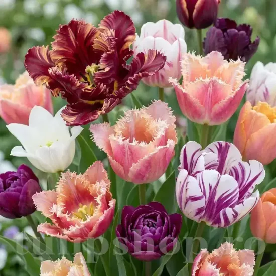Pachet Bulbi Lalele Premium Mix30 (Tulip) pachet bulbi lalele premium mix30 tulip shop