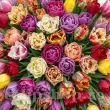 Pachet Bulbi Lalele Premium Mix50 (Tulip) pachet bulbi lalele premium mix50 tulip shop 110x110
