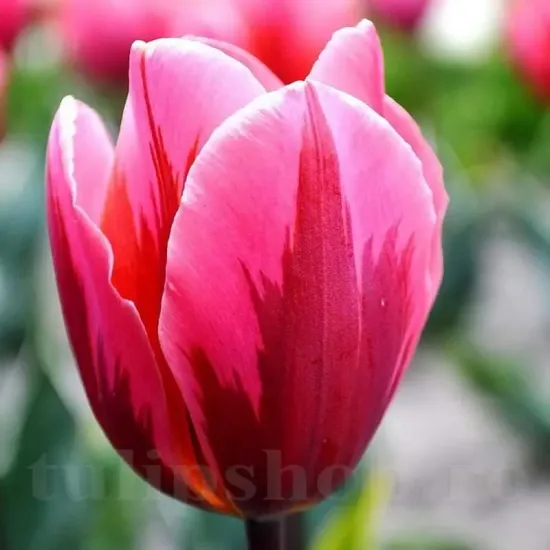 Bulbi Lalele Pretty Princess (Tulip) pachet bulbi lalele pretty princess gradina lux