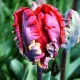 Bulbi Lalele Rococo (Tulip) pachet bulbi lalele rococo gradina extravaganta