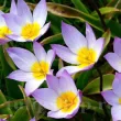 Bulbi Lalele Saxatilis (Tulip) pachet bulbi lalele saxatilis rezistente multi ani 110x110