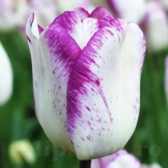 Bulbi Lalele Shirley (Tulip) pachet bulbi lalele shirley selectie premium olanda
