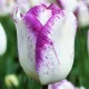 Bulbi Lalele Shirley (Tulip) pachet bulbi lalele shirley selectie premium olanda
