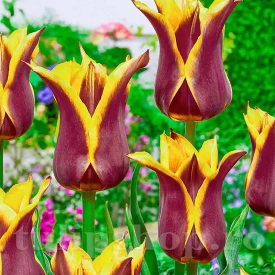Bulbi Lalele Sonnet (Tulip) pachet bulbi lalele sonnet selectie premium olanda