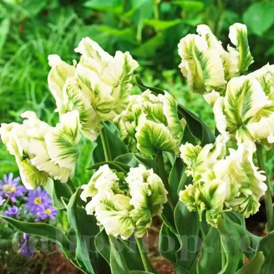 Bulbi Lalele Super Parrot (Tulip) pachet bulbi lalele super parrot aspect tropical