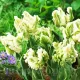 Bulbi Lalele Super Parrot (Tulip) pachet bulbi lalele super parrot aspect tropical