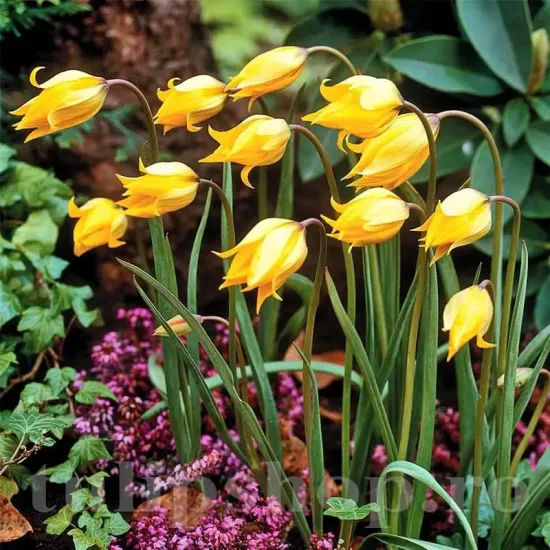 Bulbi Lalele Sylvestris (Tulip) pachet bulbi lalele sylvestris rezistente multi ani