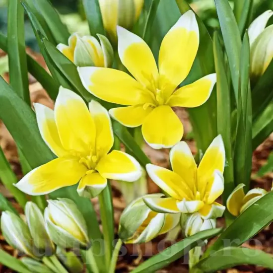 Bulbi Lalele Tarda (Tulip) pachet bulbi lalele tarda rezistente multi ani