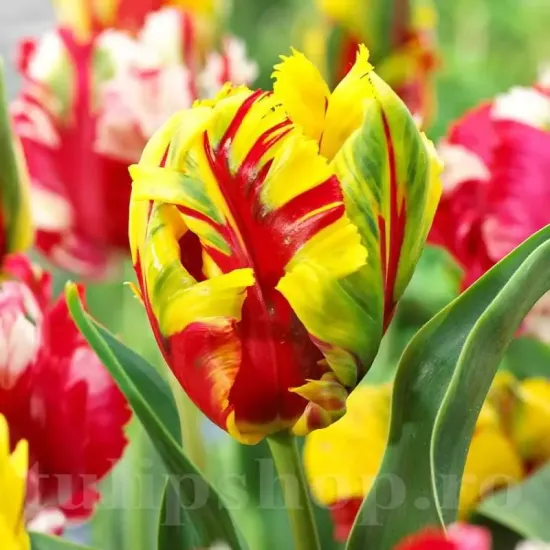 Bulbi Lalele Texas Flame (Tulip) pachet bulbi lalele texas flame aspect tropical