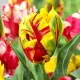 Bulbi Lalele Texas Flame (Tulip) pachet bulbi lalele texas flame aspect tropical