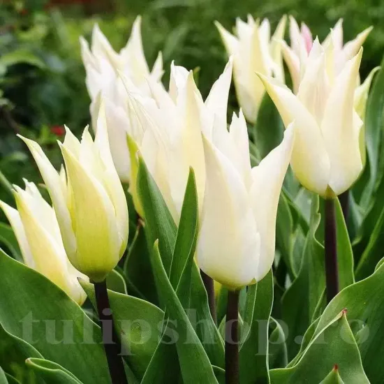 Bulbi Lalele Tres Chic (Tulip) pachet bulbi lalele tres chic aspect rafinat