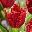 Bulbi Lalele Versaci (Tulip) pachet bulbi lalele versaci selectie premium olanda 110x110