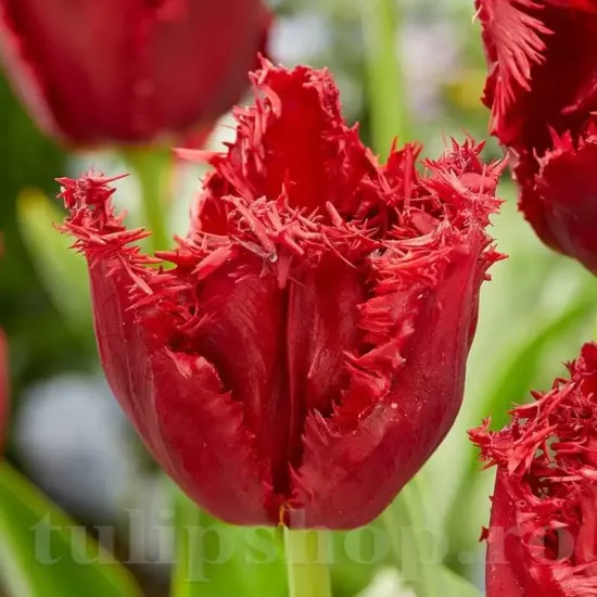 Bulbi Lalele Versaci (Tulip) pachet bulbi lalele versaci selectie premium olanda