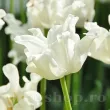 Bulbi Lalele White Liberstar (Tulip) pachet bulbi lalele white liberstar design gradina 110x110