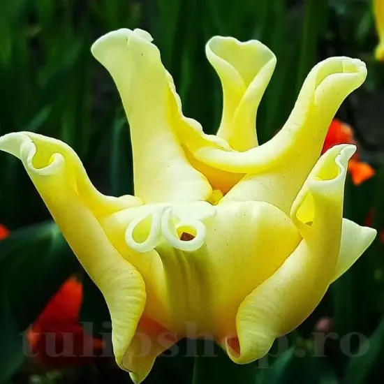 pachet bulbi lalele yellow crown design gradina auriu