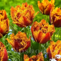 Bulbi Lalele Bastia (Tulip)