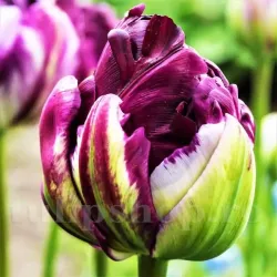 Bulbi Lalele Blue Wow (Tulip)