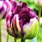 Bulbi Lalele Blue Wow (Tulip)