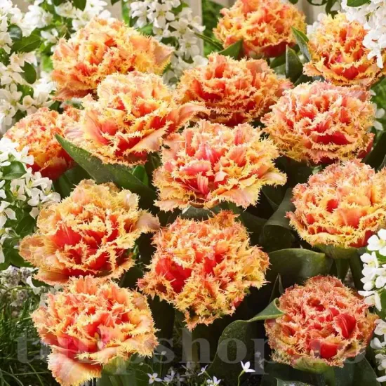 Bulbi Lalele Brisbane (Tulip) pachet bulbi premium lalele brisbane olanda