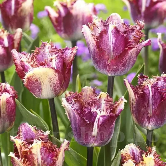 Bulbi Lalele Color Fusion (Tulip) pachet bulbi premium lalele color fusion olanda