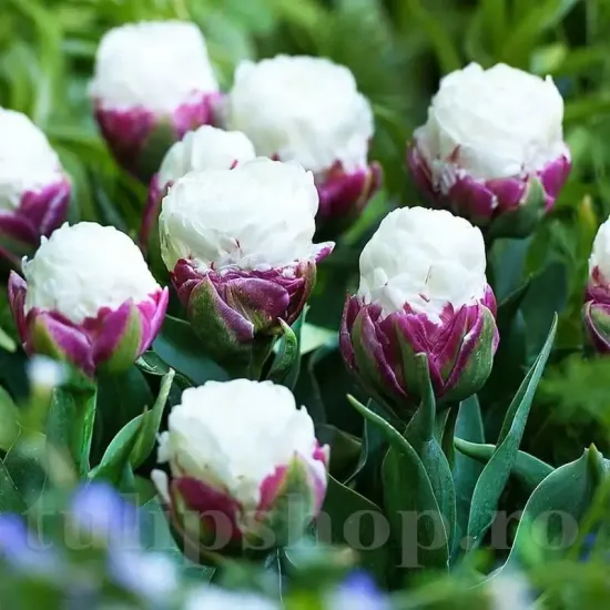 pachet bulbi premium lalele ice cream gradina lux