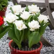 Bulbi Lalele Snow Crystal (Tulip) pachet bulbi premium lalele snow crystal gradina 110x110