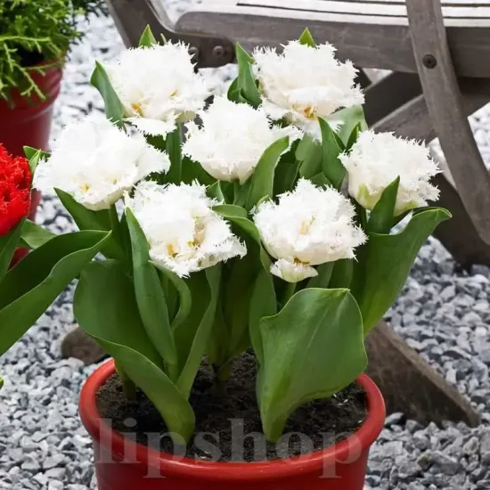 pachet bulbi premium lalele snow crystal gradina