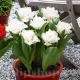 pachet bulbi premium lalele snow crystal gradina