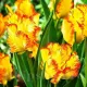 Bulbi Lalele Caribbean Parrot (Tulip) petale ondulate franjurate lalele caribbean parrot