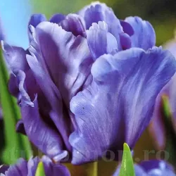 Bulbi Lalele Blue Parrot (Tulip)