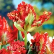 Bulbi Lalele Exotic Parrot (Tulip) petale ondulate lalele exotic parrot detaliu foto 110x110
