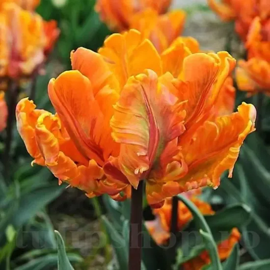 Bulbi Lalele Irene Parrot (Tulip) petale ondulate lalele irene parrot detaliu foto