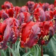 Bulbi Lalele Rococo (Tulip) petale ondulate lalele rococo detaliu foto 110x110