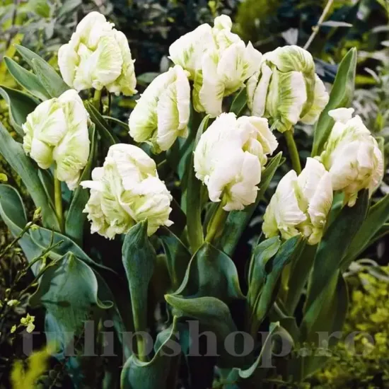 Bulbi Lalele Super Parrot (Tulip) petale ondulate lalele super parrot detaliu foto
