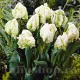 Bulbi Lalele Super Parrot (Tulip) petale ondulate lalele super parrot detaliu foto