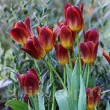 Bulbi Lalele Amberglow (Tulip) tulipa amber glow bulbi lalele elegante 110x110