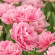Bulbi Lalele Aveyron (Tulip) tulipa aveyron bulbi lalele duble roz 110x110