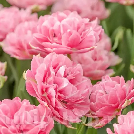 Bulbi Lalele Aveyron (Tulip) tulipa aveyron bulbi lalele duble roz