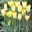 Bulbi Lalele Honky Tonk (Tulip) tulipa batalinii honky tonk bulbi lalele pitice 110x110