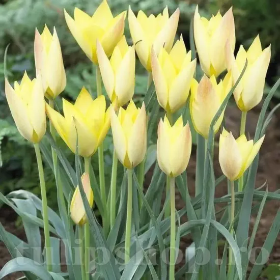 Bulbi Lalele Honky Tonk (Tulip) tulipa batalinii honky tonk bulbi lalele pitice
