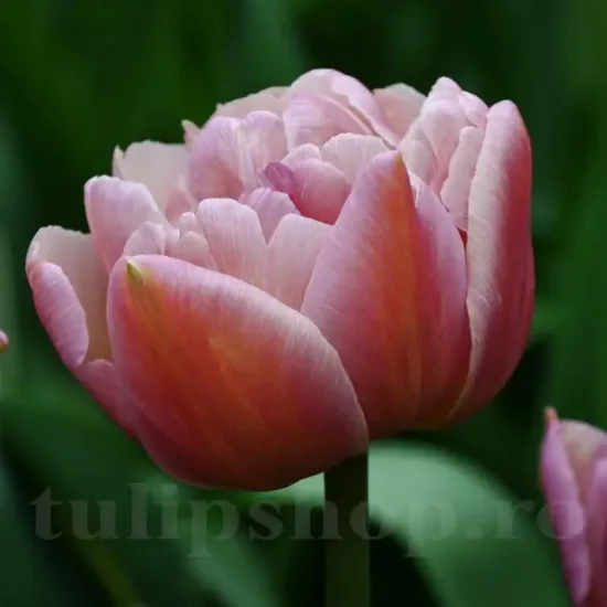 Bulbi Lalele Beachberry (Tulip) tulipa beachberry bulbi lalele batute plantare toamna