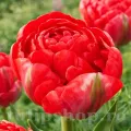 Bulbi Lalele Bombastic Red (Tulip)