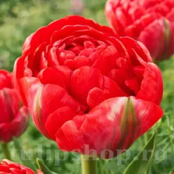 Bulbi Lalele Bombastic Red (Tulip)