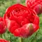 Bulbi Lalele Bombastic Red (Tulip)